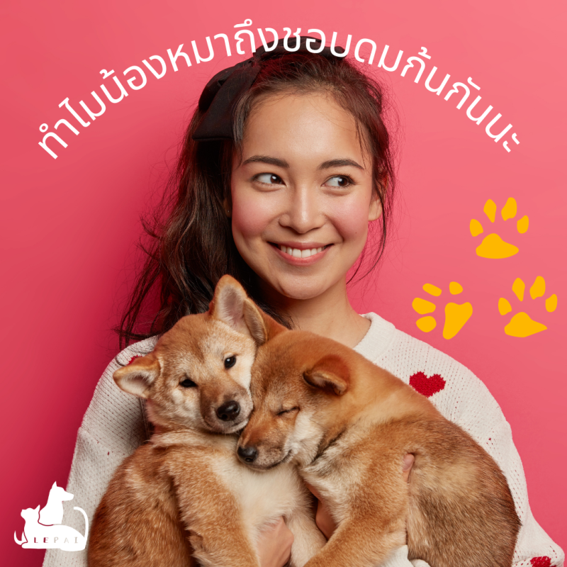 【พฤติกรรมของสุนัข】ทำไมน้องหมาถึงชอบดมก้นกันนะ