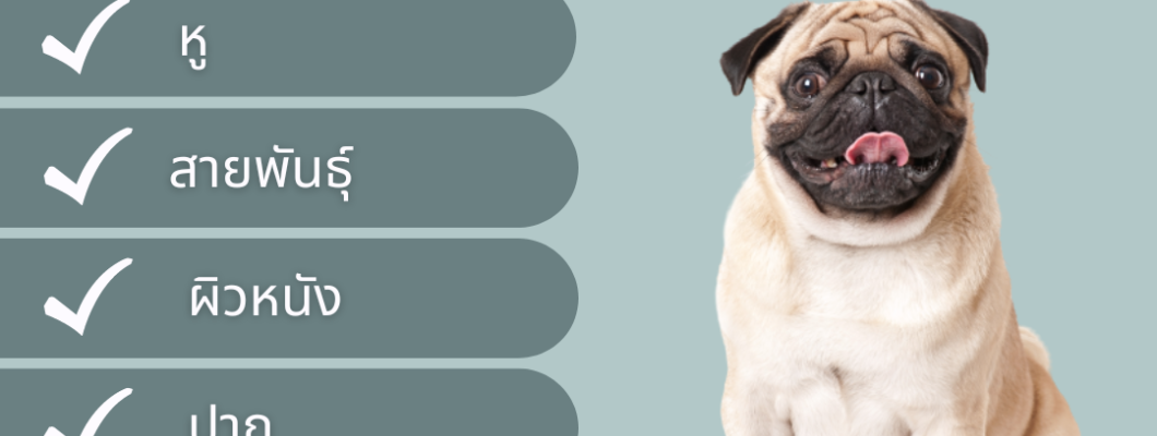 6 สาเหตุหลักของกลิ่นตัวสุนัข