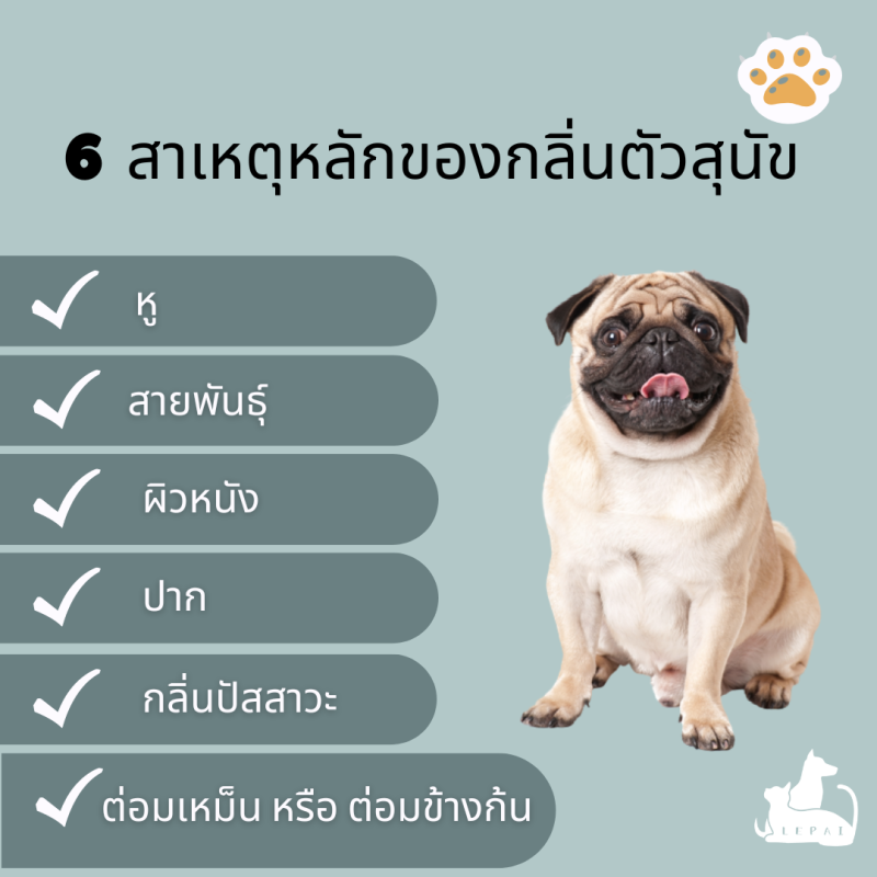 6 สาเหตุหลักของกลิ่นตัวสุนัข