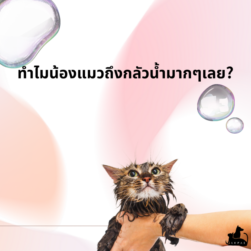 ทำไมน้องแมวถึงกลัวน้ำมากๆเลย?