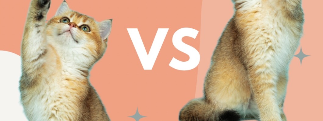 จริงๆแล้วแมวสามารถแยกออกได้นะ ตัวผู้ถนัดด้านซ้ายและตัวเมียถนัดด้านขวา! ?