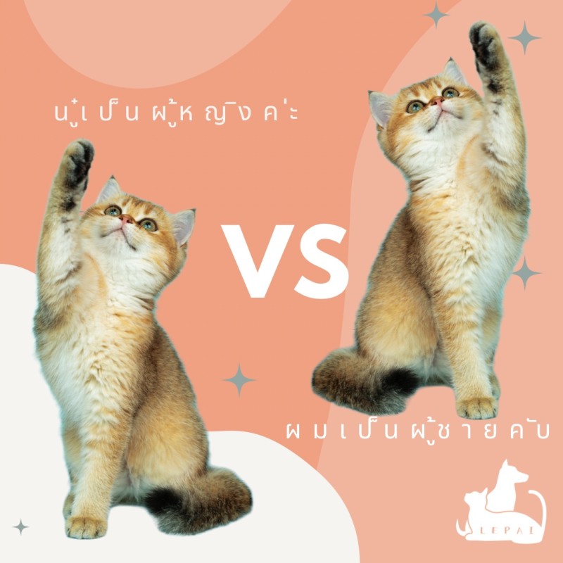 จริงๆแล้วแมวสามารถแยกออกได้นะ ตัวผู้ถนัดด้านซ้ายและตัวเมียถนัดด้านขวา! ?