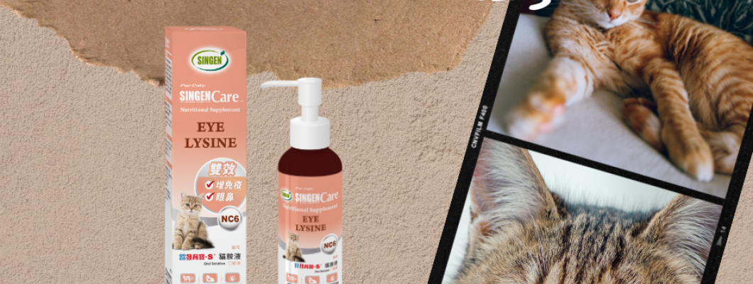 น้องแมวมองเห็นในตอนกลางคืนได้อย่างดีเยี่ยม 