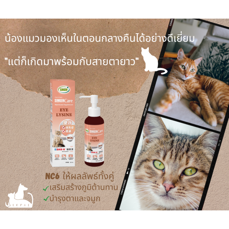 น้องแมวมองเห็นในตอนกลางคืนได้อย่างดีเยี่ยม 