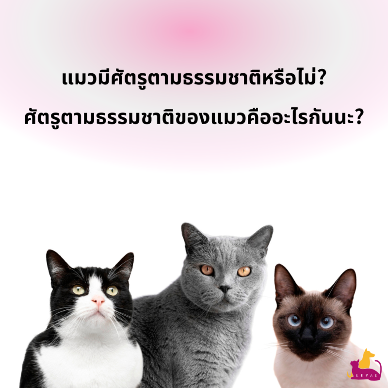 แมวมีศัตรูตามธรรมชาติหรือไม่? ศัตรูตามธรรมชาติของแมวคืออะไรกันนะ?