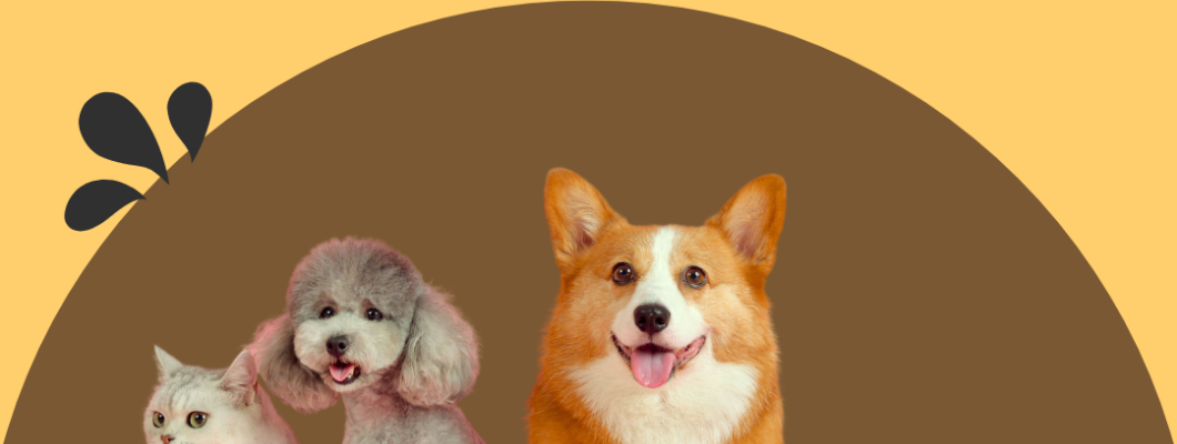 เราควรให้ความใส่ใจกับน้องแมวและน้องหมาที่อาศัยอยู่ด้วยกัน!