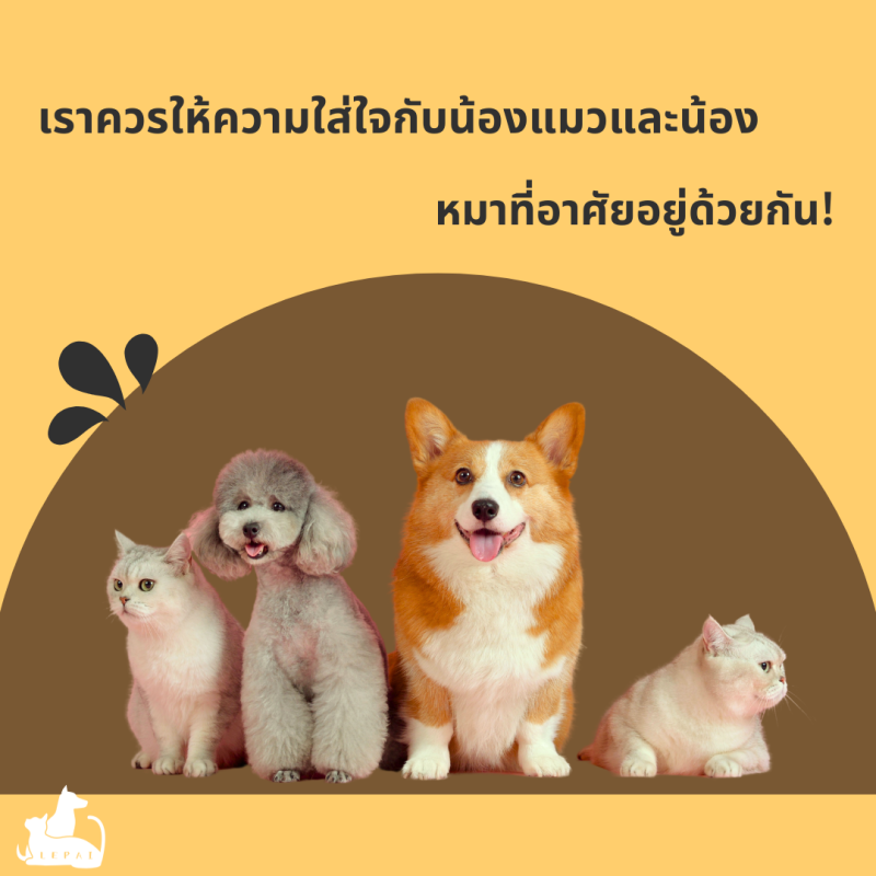 เราควรให้ความใส่ใจกับน้องแมวและน้องหมาที่อาศัยอยู่ด้วยกัน!