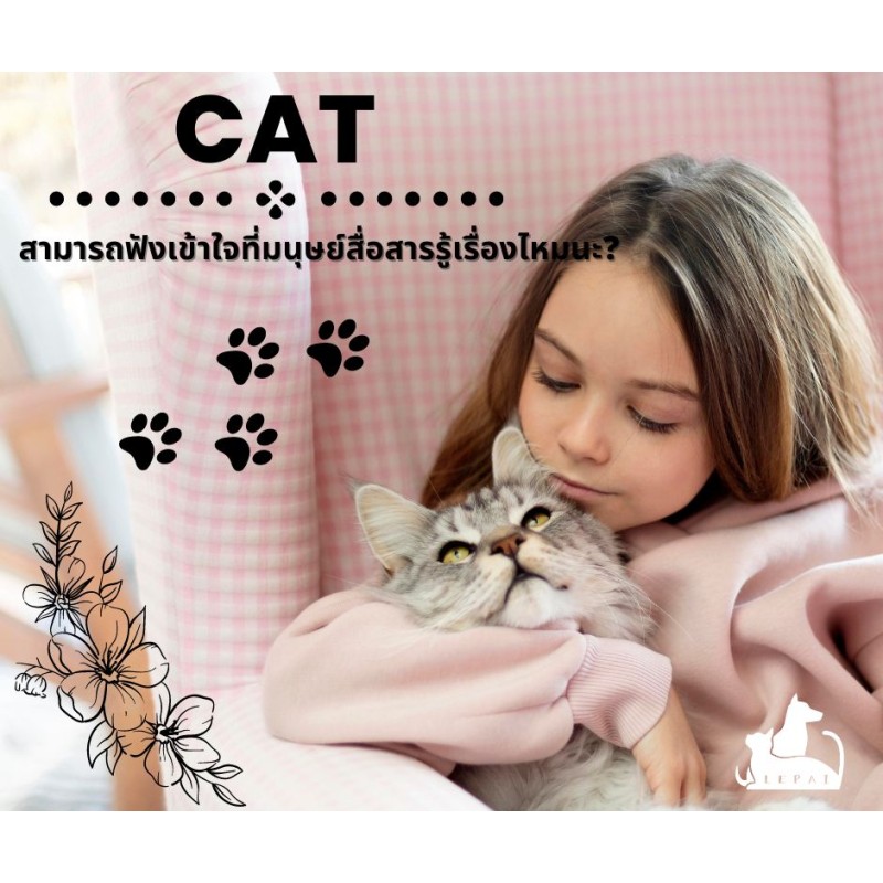 น้องแมวสามารถฟังเข้าใจที่มนุษย์สื่อสารรู้เรื่องไหมนะ?