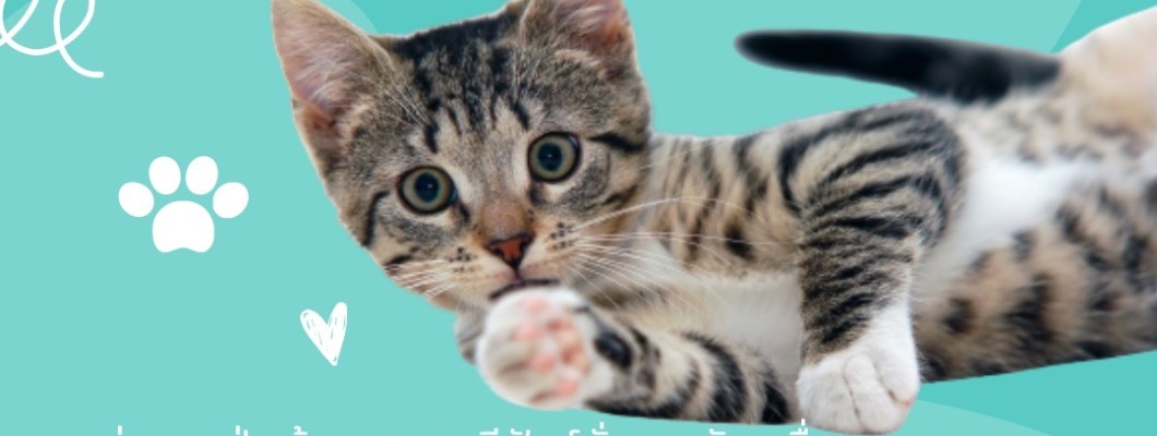 ขนที่อยู่ตรงปุ่มเท้าน้องแมวต้องโกนไหมนะ?