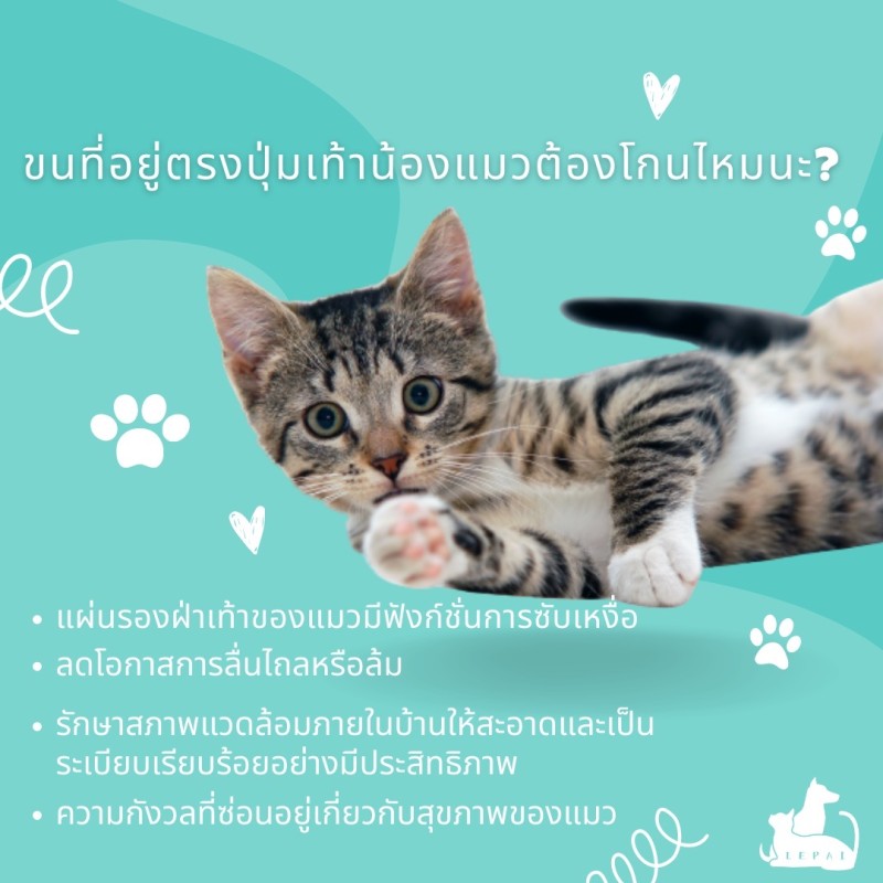 ขนที่อยู่ตรงปุ่มเท้าน้องแมวต้องโกนไหมนะ?