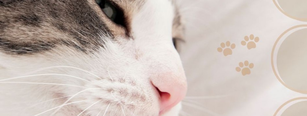 3 สิ่งสุดยอดหน้าที่ในการทำงานของลิ้นแมว!