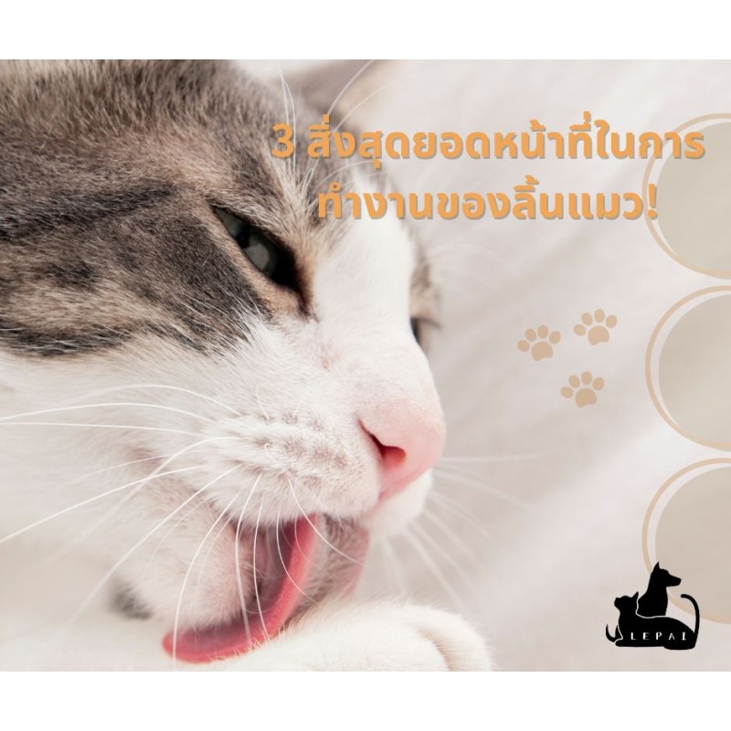 3 สิ่งสุดยอดหน้าที่ในการทำงานของลิ้นแมว!