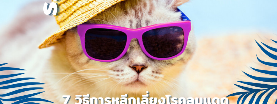 7 วิธีการหลีกเลี่ยงโรคลมแดด Heatstroke ของน้องแมว
