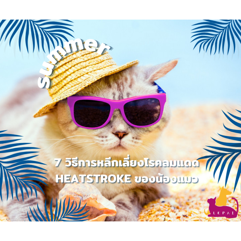 7 วิธีการหลีกเลี่ยงโรคลมแดด Heatstroke ของน้องแมว
