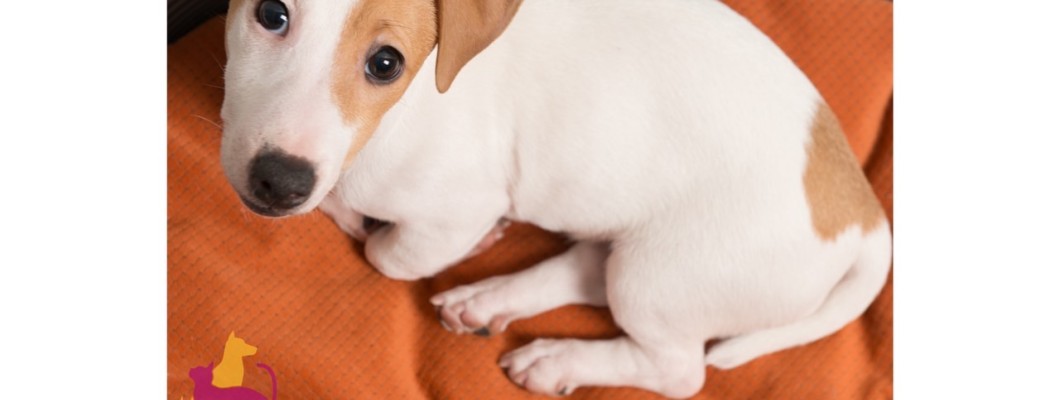 การดูแลรักษาระบบทางเดินอาหารของสัตว์เลี้ยงแสนรัก คุณก็สามารถทำเช่นนี้ได้