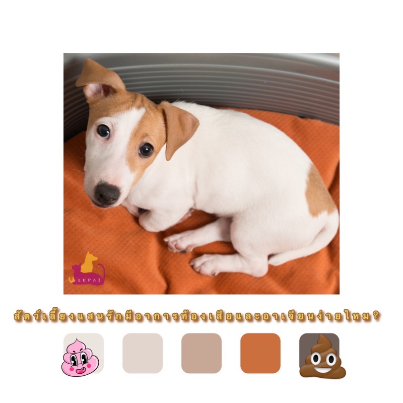 การดูแลรักษาระบบทางเดินอาหารของสัตว์เลี้ยงแสนรัก คุณก็สามารถทำเช่นนี้ได้