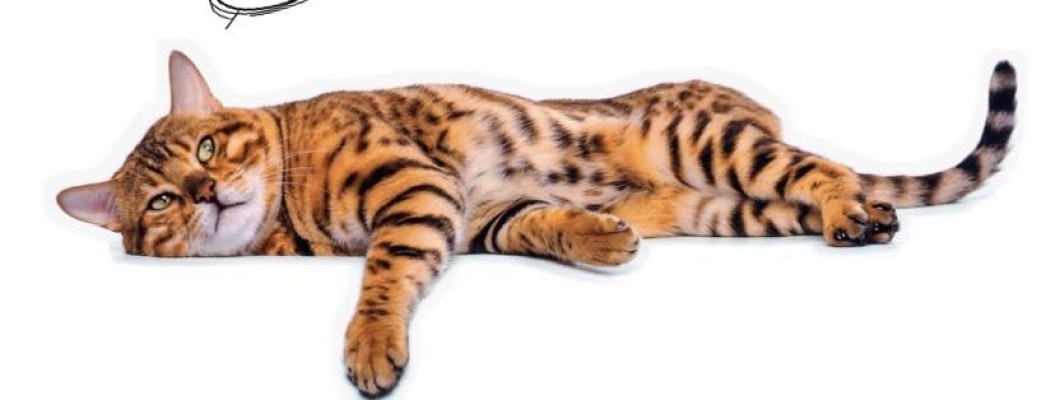 จะทำอย่างไรถ้าสัตว์เลี้ยงมีอาการไม่สบายทางเดินอาหาร