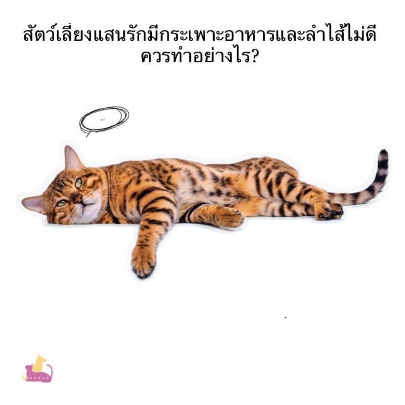 จะทำอย่างไรถ้าสัตว์เลี้ยงมีอาการไม่สบายทางเดินอาหาร