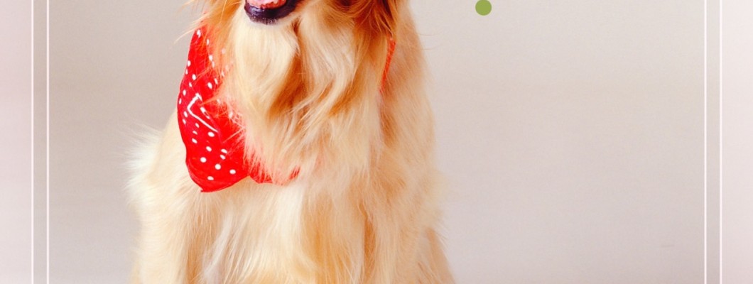 สุนัขจะตาบอดสีหรือไม่?