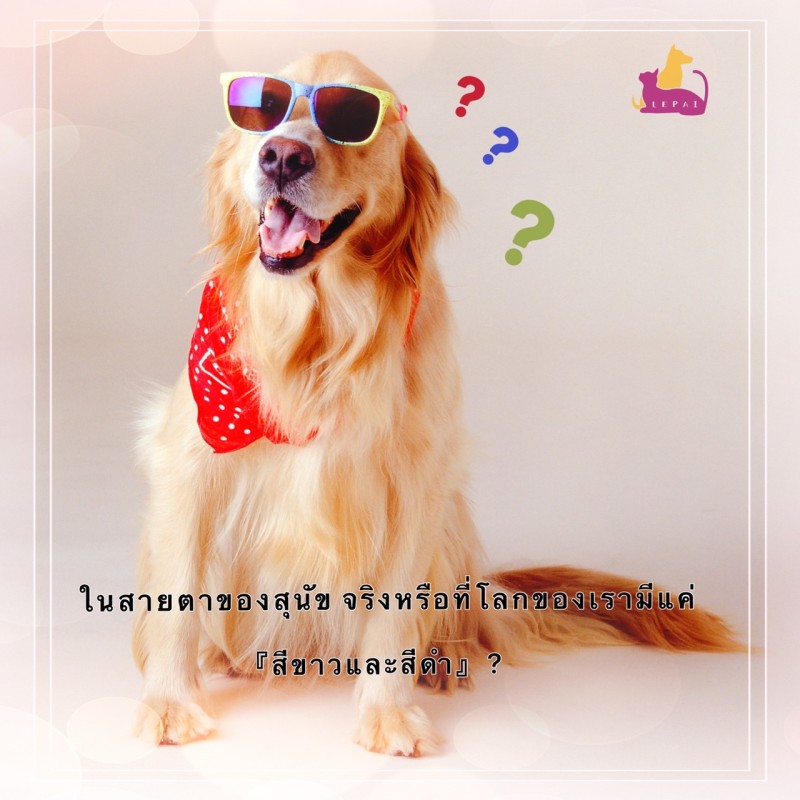 สุนัขจะตาบอดสีหรือไม่?