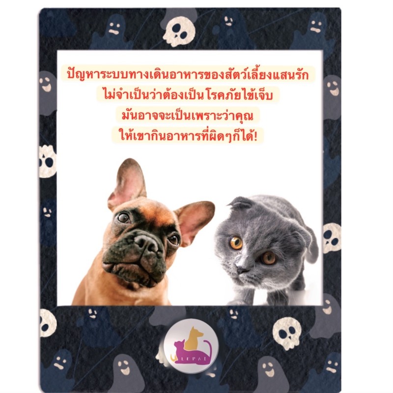 อย่าปล่อยให้สัตว์เลี้ยงของคุณกินอาหารเหล่านี้