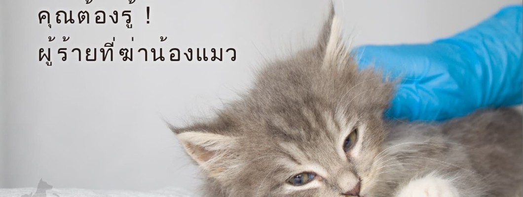 ผู้ร้ายที่ฆ่าน้องแมว! ภาวะไตวายเฉียบพลัน (Acute kidney injury)