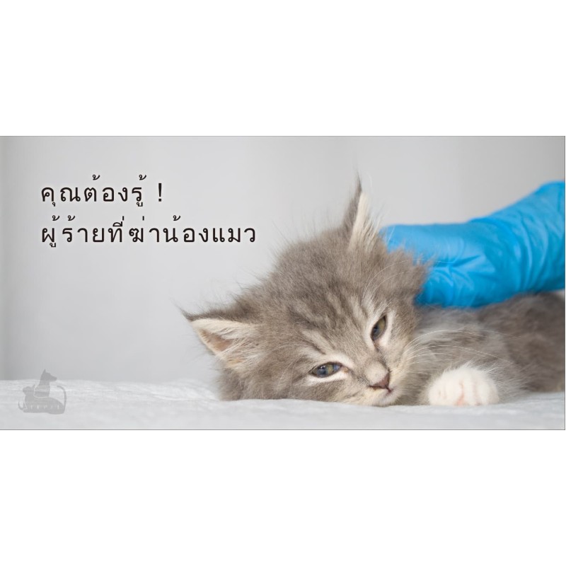 ผู้ร้ายที่ฆ่าน้องแมว! ภาวะไตวายเฉียบพลัน (Acute kidney injury)