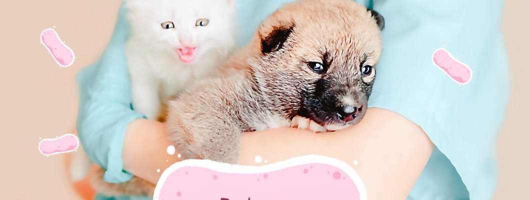 โปรไบโอติก (Probiotic) ที่เจ้าของสัตว์เลี้ยงมักจะถามบ่อยที่สุด Q/A