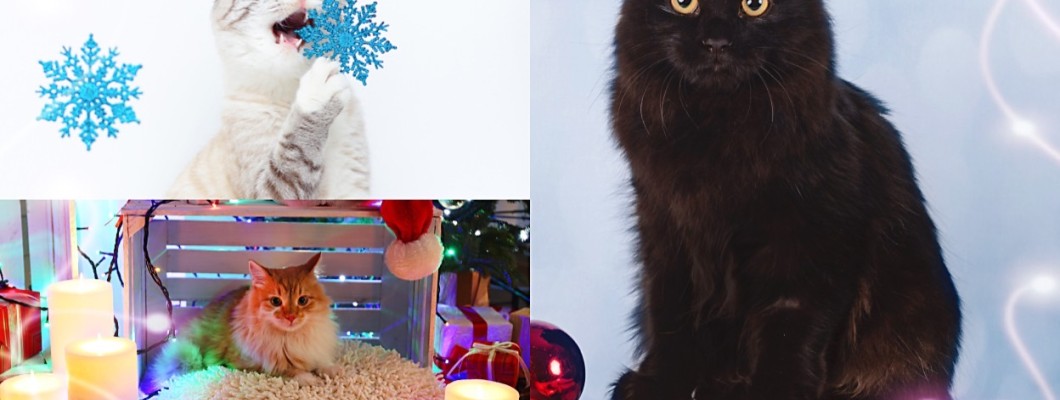 10 อันดับอันตรายในวันหยุดสำหรับแมว