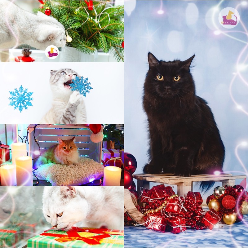 10 อันดับอันตรายในวันหยุดสำหรับแมว