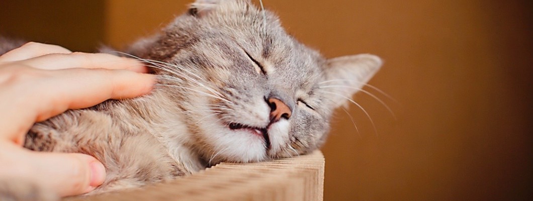 สุขภาพแมวตลอดชีวิตขึ้นอยู่กับคุณ