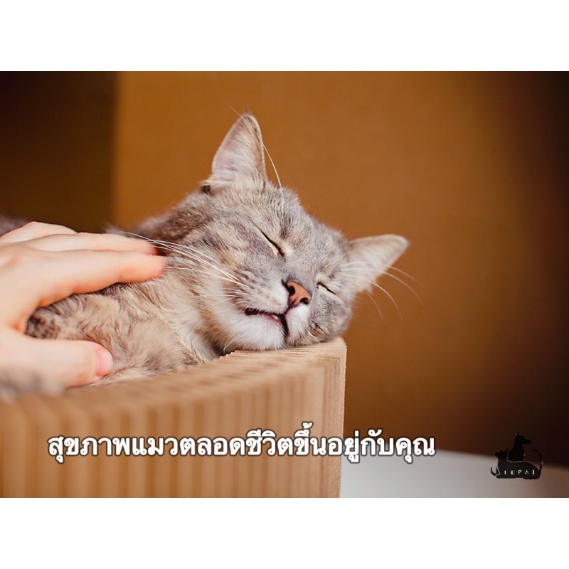 สุขภาพแมวตลอดชีวิตขึ้นอยู่กับคุณ