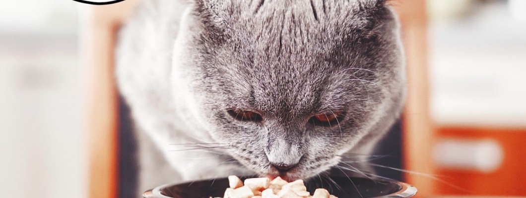 สัตว์เลี้ยงแสนรักกินอาหารสด  การเพิ่มผลิตภัณฑ์อาหารเสริมเพื่อสุขภาพควรทำอย่างนี้ค่ะ!