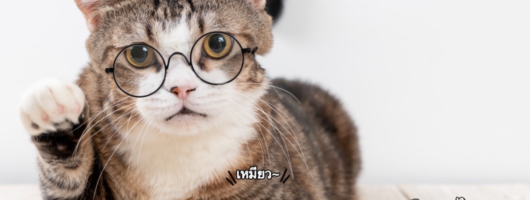 แมวของเราฉลาดแค่ไหน