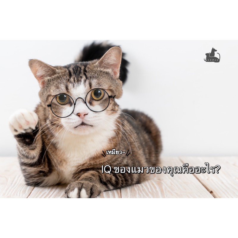 แมวของเราฉลาดแค่ไหน