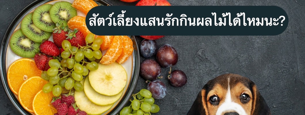 สัตว์เลี้ยงแสนรักกินผลไม้ได้ไหมนะ?