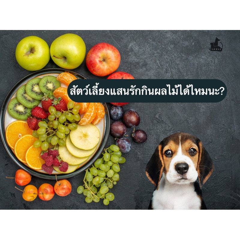 สัตว์เลี้ยงแสนรักกินผลไม้ได้ไหมนะ?