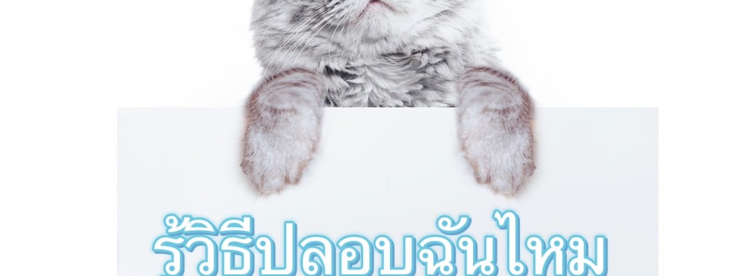 วิธีปลอบแมว