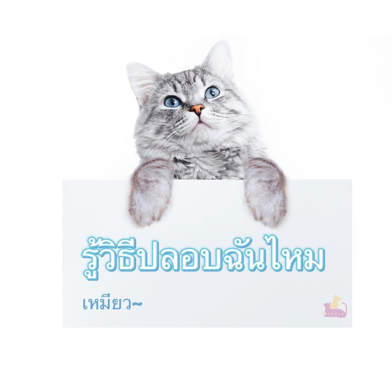 วิธีปลอบแมว