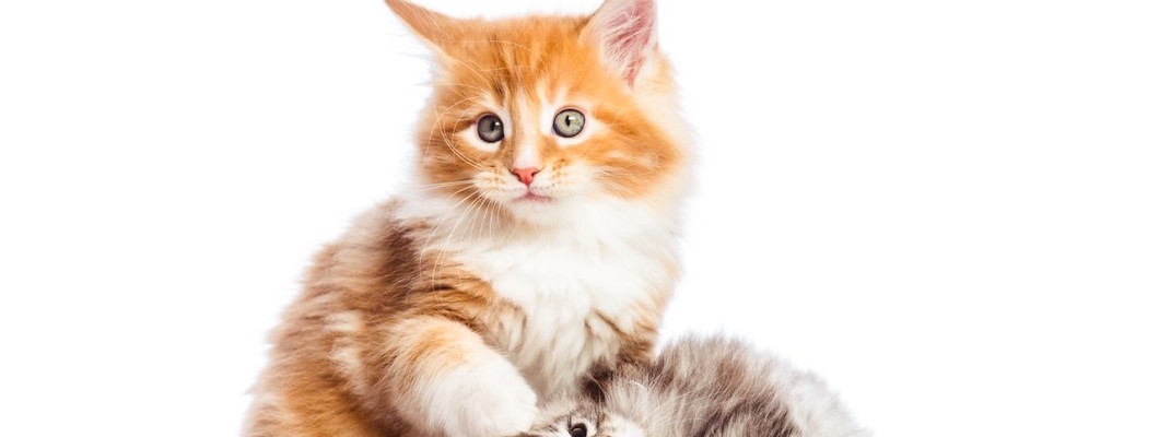 วิธีการต้อนรับน้องแมวตัวใหม่เข้าบ้าน