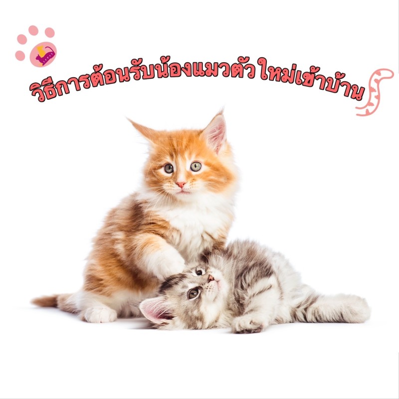 วิธีการต้อนรับน้องแมวตัวใหม่เข้าบ้าน