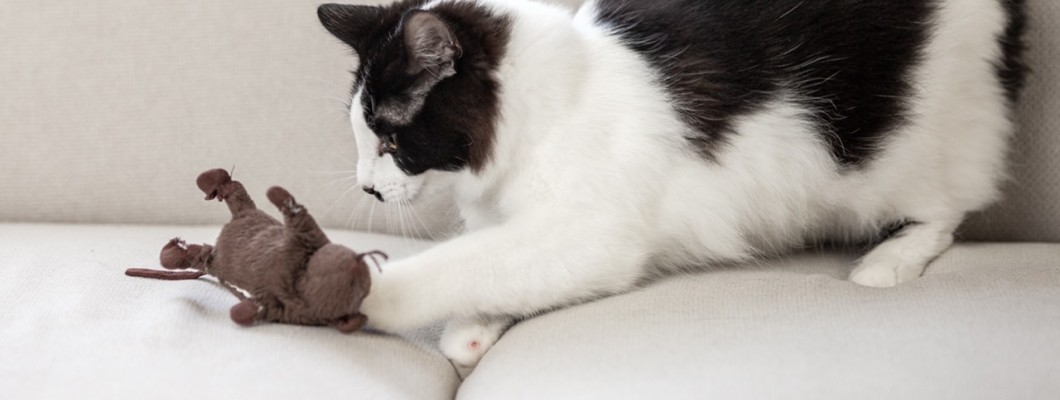 ทำไมน้องแมวถึงชอบที่จะเอาของขวัญมาให้กับคุณ?