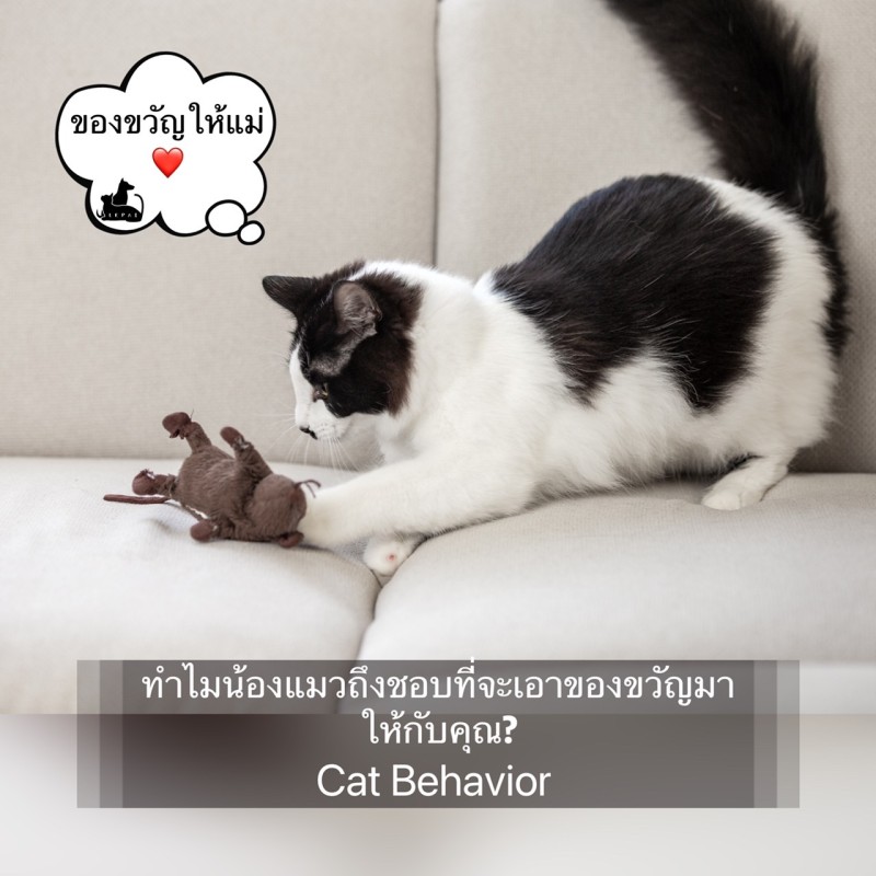 ทำไมน้องแมวถึงชอบที่จะเอาของขวัญมาให้กับคุณ?