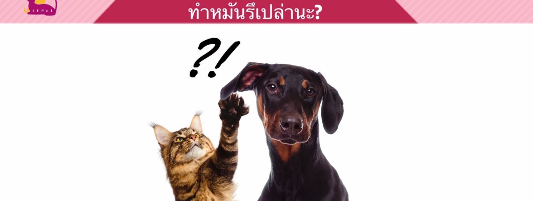 ฉันควรพาสัตว์เลี้ยงแสนรักของฉันไปทำหมันรึเปล่านะ ?