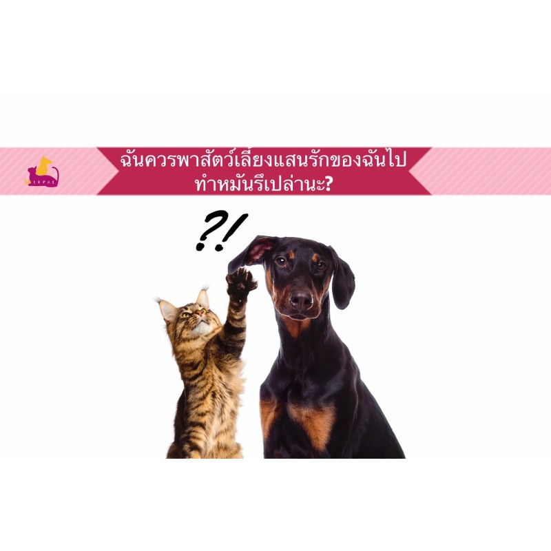 ฉันควรพาสัตว์เลี้ยงแสนรักของฉันไปทำหมันรึเปล่านะ ?