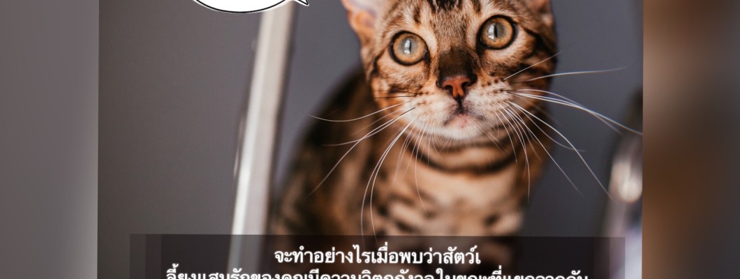 จะทำอย่างไรเมื่อพบว่าสัตว์เลี้ยงแสนรักของคุณมีความวิตกกังวลในขณะที่แยกจากกัน