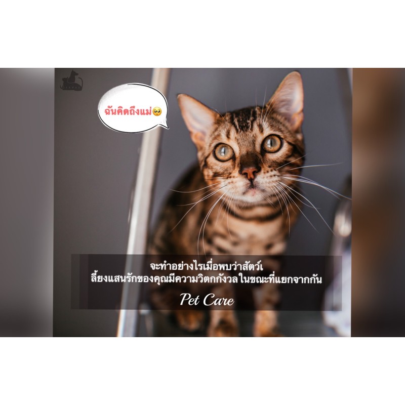 จะทำอย่างไรเมื่อพบว่าสัตว์เลี้ยงแสนรักของคุณมีความวิตกกังวลในขณะที่แยกจากกัน