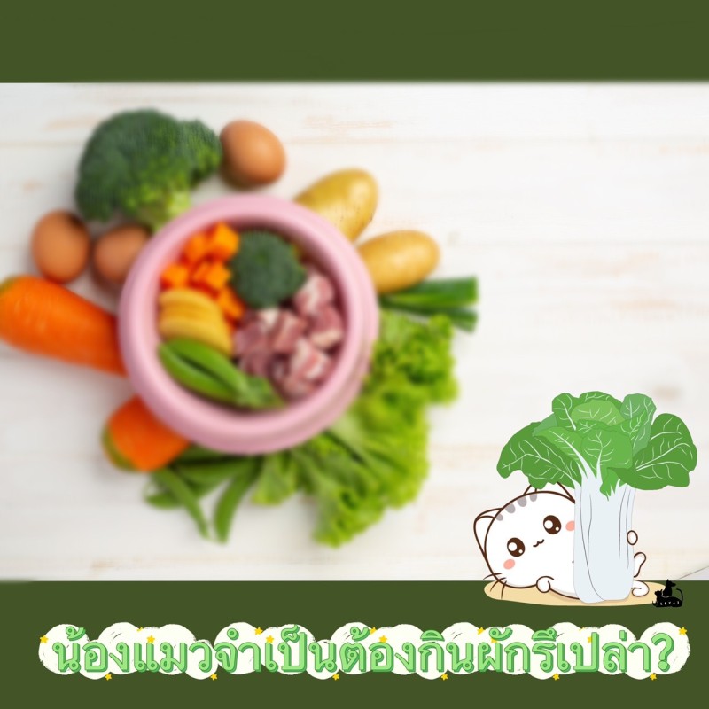 น้องแมวจำเป็นต้องกินผักรึเปล่า?