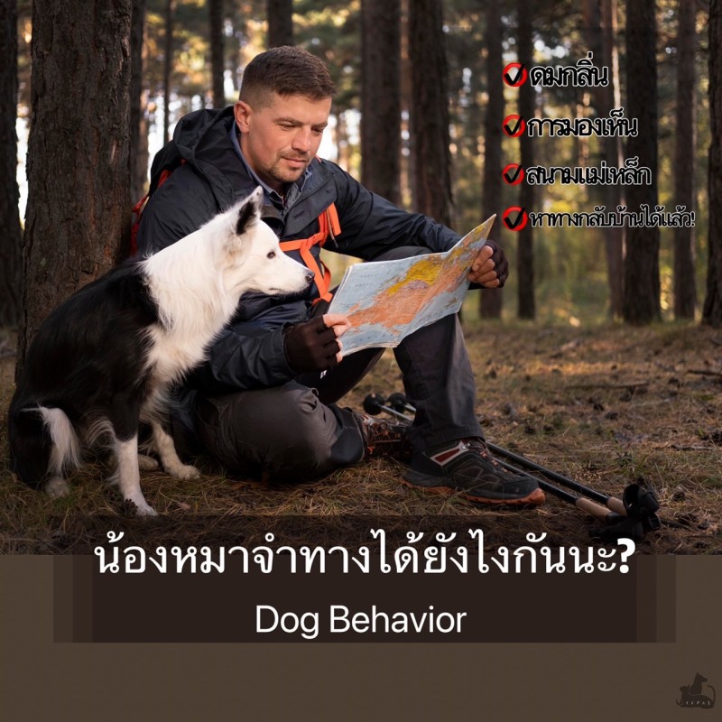 น้องหมาจำทางได้ยังไงกันนะ?