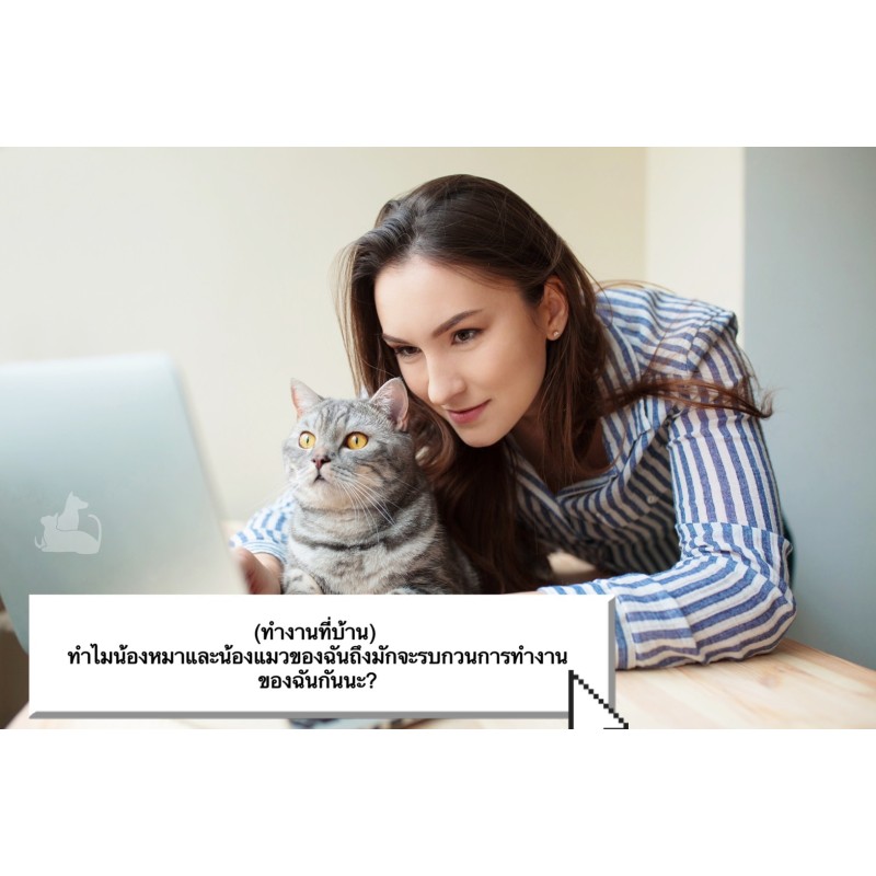 (ทำงานที่บ้าน) ทำไมน้องหมาและน้องแมวของฉันถึงมักจะรบกวนการทำงานของฉันกันนะ?